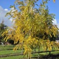 Juglans nigra - Foto 2