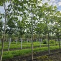 Juglans regia 'Cyril' - Foto 1