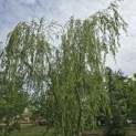 Salix x sepulcralis 'Chrysocoma' - 1