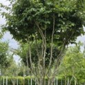 Parrotia persica - 2