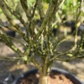 Hamamelis mollis 'Arnold Promise' - Foto 1