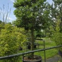 Ilex Aquifolium - 3