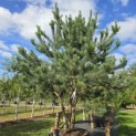 Pinus sylvestris - Foto 1