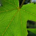 Liquidambar styraciflua 'Worplesdon' - impressie zomerblad