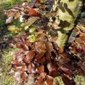 Fagus sylvatica 'Atropunicea' - 1