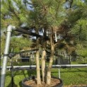 Pinus nigra 'Nigra' - Foto 4