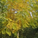 Juglans nigra - Foto 1