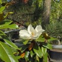 Magnolia grandiflora 'Galissonnière' - 2