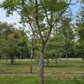 Gymnocladus dioica - 2