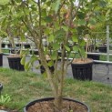Hamamelis mollis 'Westerstede' - Foto 1