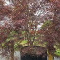 Acer palmatum 'Atrolineare' - 2