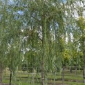 Salix sepulcralis 'Chrysocoma' - Foto 4