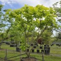 Catalpa bignonioides 'Aurea' - 3