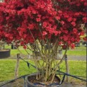 Rododendron Azalea 'Stewartstonian' - 9