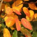 #465 Amelanchier lamarckii Johannisbeerbaum