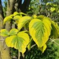 Cornus Florida 'Rainbow'