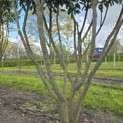 Prunus laur. Caucasica - Foto 2