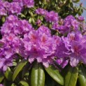 Rhododendron Roseum Elegans - 1