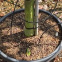 Malus domestica 'Schone van Boskoop' - 6