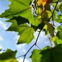 Platanus x Hispanica