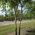 Betula nigra - 1