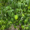 Cornus florida -  blad juli