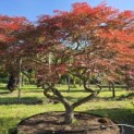 Acer palmatum 'Garnet' - 1