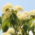 Cornus controversa