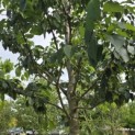 Prunus x 'Yedoensis' - 4