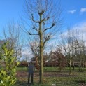 Platanus x hispanica - 1