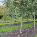 Malus domestica 'Lombarts' - september 2026