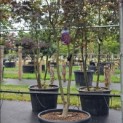 Acer palmatum 'Bloodgood' - Foto 1