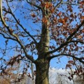 Fagus sylvatica 'Atropunicea' - Foto 2