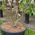 Magnolia grandiflora 'Goliath' - 4