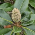 Magnolia grandiflora 'Goliath' - 5