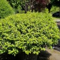 Prunus Lusitanica - Foto 1