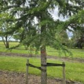 Cedrus deodara - 5