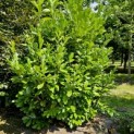 Prunus laur. Rotundifolia - Foto 2