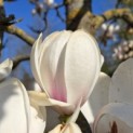 Magnolia soulangeana 'Manchu Fan' - 1