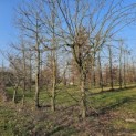 Acer campestre - 1