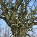Acer campestre - 3