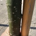 Sophora Japonica 'Pendula' - 1
