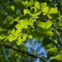 Fagus sylvatica - impressie zomerblad groene beuk