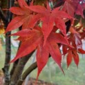 Acer palmatum 'Osakazuki' - Foto 2