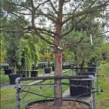 Pinus sylvestris - Foto 8