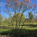 Magnolia 'Betty' - 1