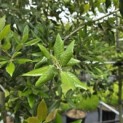 Quercus ilex - 4
