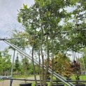 Quercus ilex - 3