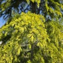Cedrus deodara 'Aurea' - 1