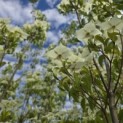 Cornus kousa 'Milky Way' - 3